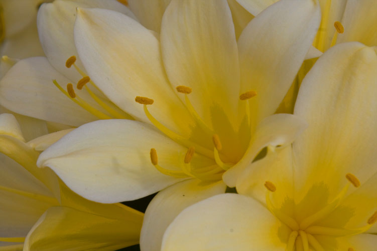 Yellow flowers1